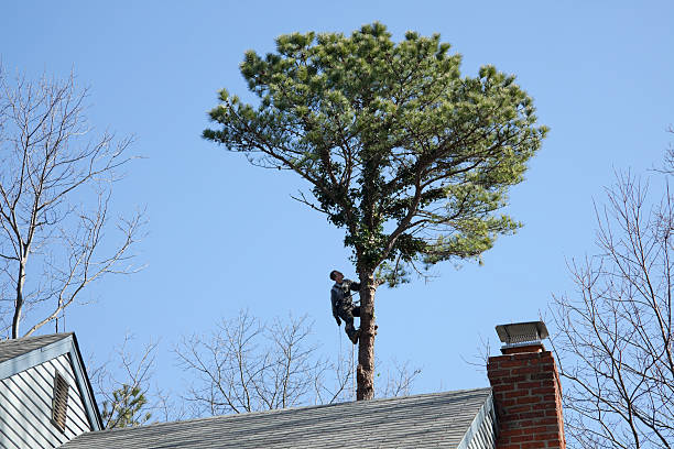 Best Hazardous Tree Removal  in Morton, IL